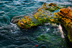 Sea algae