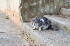 Stairs cat