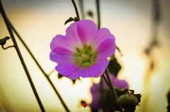 Alcea setosa