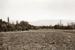 Early October 1941 - View from a local potato field of the Six Pillars of the Temple of Jupiter, Baalbek, Syria (now Lebanon)
