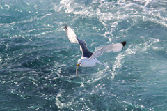 Rissa tridactyla (Black-legged kittiwake, Mouette tridactyle)