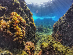 Life underwater 💙 . . . . . . . . . . #ocean #sea #lebanon #islandlife #underwater #beach #nature #livelovelebanon #island #underwaterphotography #whatsuplebanon #travel #underwaterworld #beirut #iceland #oceanside #beautiful #lebanonspotlights
