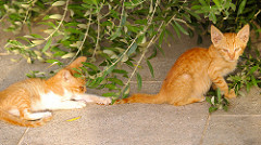 Sayyidat al-Nourieh Kittens
