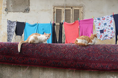 Katzen