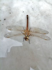 Dragon fly