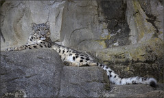 Happy International Snow Leopard Day! 🐾