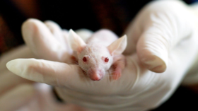 علماء يطورون علاجا جديدا يعزز التعافي من الشلل في غضون بضع أسابيع في الفئران