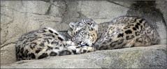 Sleeping peacefully