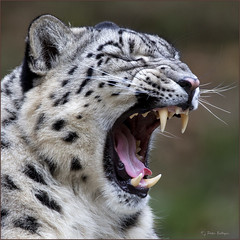 Impeccable fangs