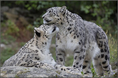 International Snow Leopard Day