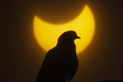 Lebanon Solar Eclipse