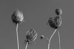 Nature in Black & White