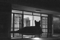 Black & White Cat