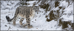 Snow leopard