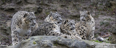 The Snow Leopard family - my favorites