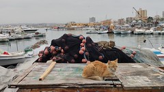 Cats and Nets - The Port - Day Trip to Tyre (Sur/Sour), Lebanon