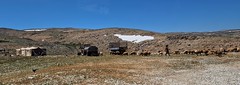 20230504_123652 (2) Beduoin Encampment - Above the Bekka Valley