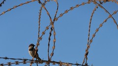IMG_0334 (2) Beirut Sparrow