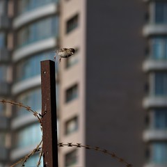IMG_0342 (2) Beirut Sparrow