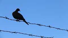 IMG_0460 (2) Turtle Dove on Barbed Wire