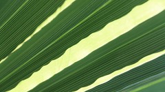 IMG_0470 (2) Palm Fronds