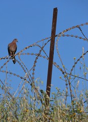 IMG_0475 (2) Turtle Dove on Barbed Wire