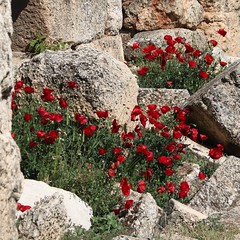 IMG_0963 (2) Poppies at Baalbek