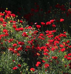 IMG_0972 (2) Poppy Meadow