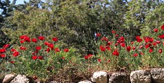 IMG_0975 (2) Baalbek Poppies