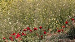IMG_1057 (2) Baalbek Poppies