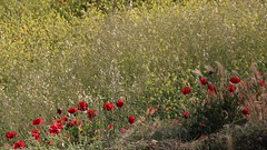 IMG_1058 (2) Baalbek Poppies