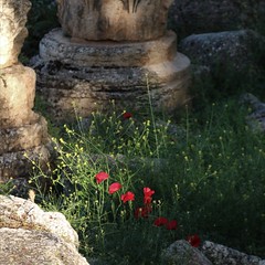 IMG_1059 (2) Poppies at the Baalbek Ruins