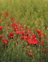 IMG_1069 (2) Poppies at Baalbek