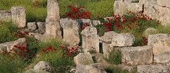 IMG_1078 (2) Poppies at Baalbek