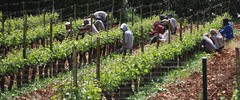 IMG_1080 (2) Spring Vine Prunning - Bekka Valley