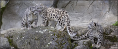 Snow Leopards - mother with one year old kids