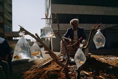 Kingdom Animalia 004 - Man Selling Goldfish - Beirut