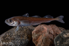 Boreogadus saida (Arctic Cod)