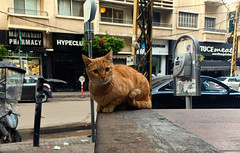 Street cat, Beirut